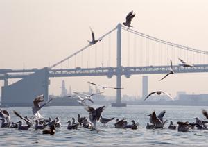 優秀なスタッフが橋梁補修工を実施